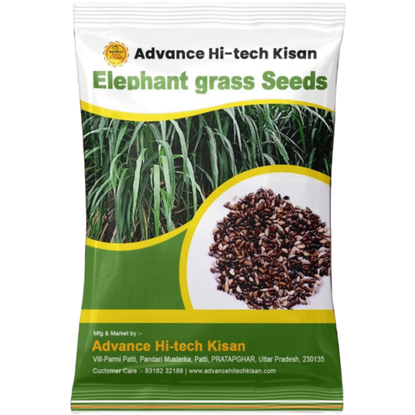 Elephant Grass Seeds