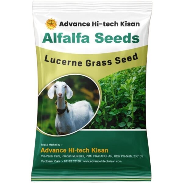 Alfalfa Seeds