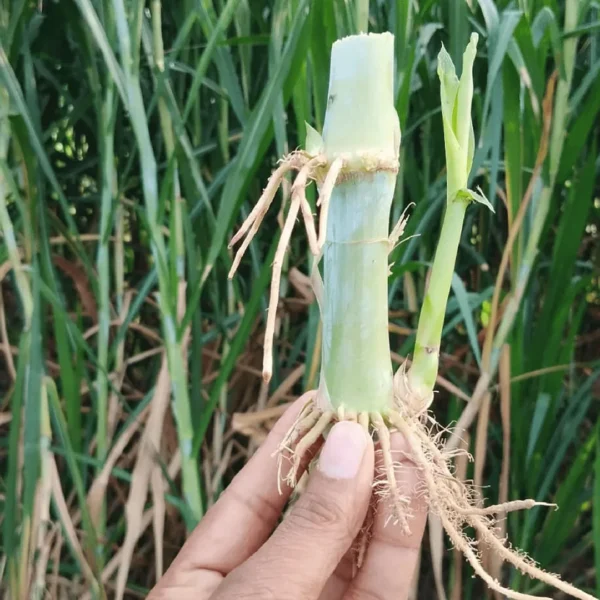 Super Napier 4G bullet (सुपर नापियर 4जी बुलेट)