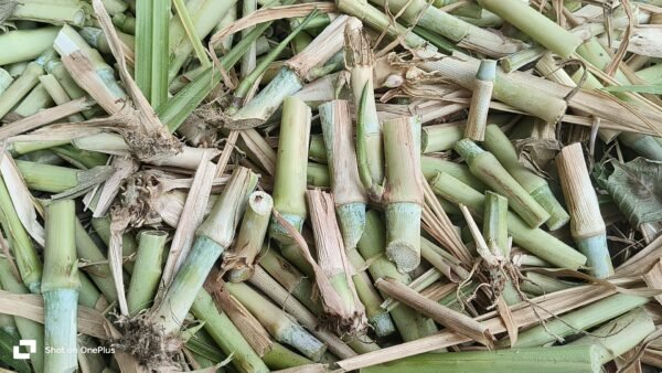 TAIWAN JOINT KING SUPER NAPIER GRASS - Image 7