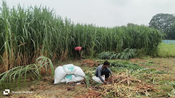 TAIWAN JOINT KING SUPER NAPIER GRASS - Image 5