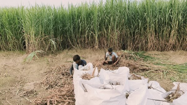 TAIWAN JOINT KING SUPER NAPIER GRASS - Image 4