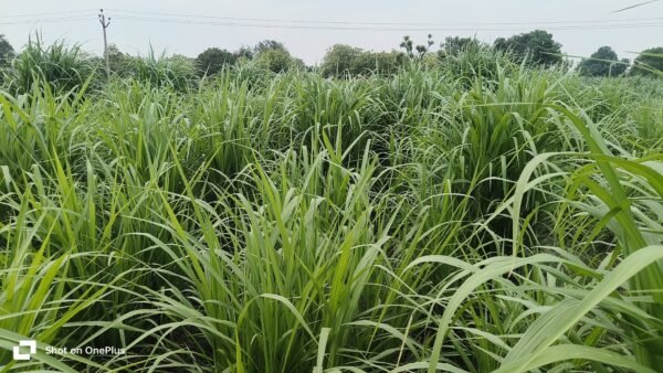 TAIWAN JOINT KING SUPER NAPIER GRASS - Image 3