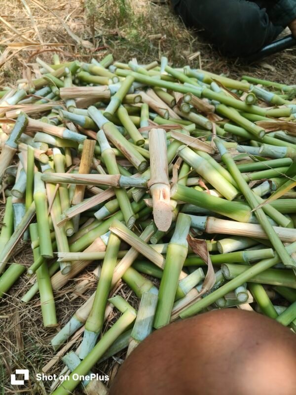 TAIWAN JOINT KING SUPER NAPIER GRASS - Image 2